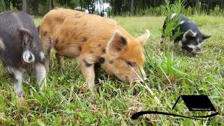 KUNEKUNE pigs are PASTUREFED pork RaisingKuneKunescom [upl. by Stoneham175]