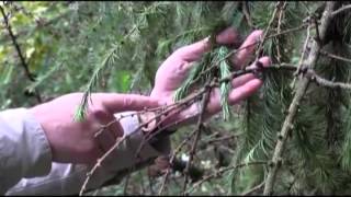 How to identify Phytophthora ramorum in the field [upl. by Desdamona]