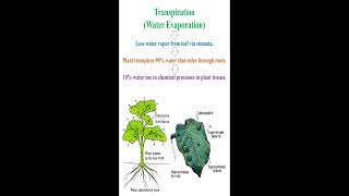 Transpiration Meaning geneticteacher [upl. by Cecil]