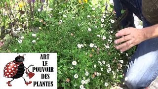 Conseil jardinage érigeron profusion Comment faire la Taille et entretien Plante vivace [upl. by Elyrehc]