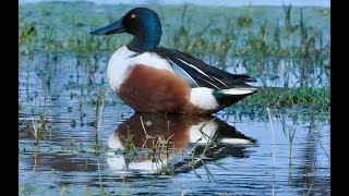 Northern Shoveler [upl. by Enwahs699]