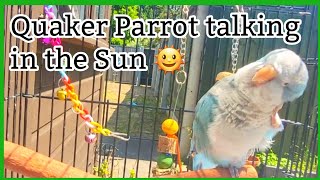 Blue Quaker Parrot talking and enjoying the Sun🌞 [upl. by Temme]