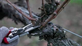 How to Prune Grapes in Winter Double Grapevine Pruning Technique [upl. by Alil325]