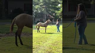 Foal Mysti Halter Training In New Pasture [upl. by Winonah]