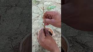 Grafting on double rootstock shortvideo viral part 138 [upl. by Eldrid]