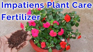 Impatiens Flower Plant Care n Fertilizer  Impatiens plant Care  Fertilizer for Impatiens Plant [upl. by Roley616]