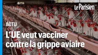 Grippe aviaire  lUE a acheté 665 000 doses de vaccin pour prévenir un risque pandémique [upl. by Ripley]