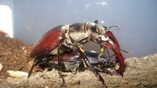 Lucanus cervus cervus  Stag Beetle  Hirschkäfer [upl. by Garth]