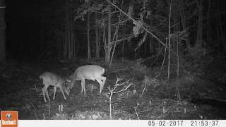 Best Game Camera for Maine Woods to capture videos of deer [upl. by Reggy875]