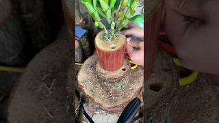 lets watching this tutorial for grafting dendrobium orchid plants short [upl. by Nosemaj]