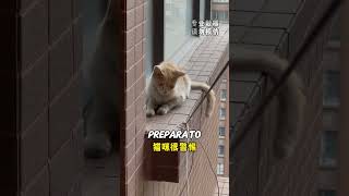 Salvare un Gatto dal Saltare da un Edificio di 30 Piani 💔 [upl. by Enaffit]