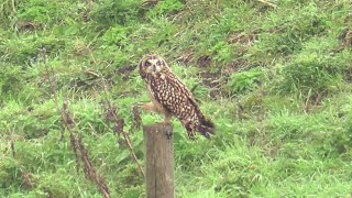 short eared owl at southwold 31 oct 2023 [upl. by Lubet]