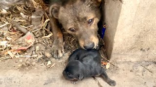 Tearing up The stray dog’s🐶 puppy is in critical condition and the poor mother dog🐕 is crying 🐶🐕🥲 [upl. by Nitsrik18]