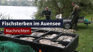 Fischsterben im Auensee I LZ TV Nachrichten [upl. by Leasim]