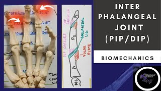 INTER PHALANGEAL JOINTS  HAND COMPLEX BIOMECHANICSPhysiotherapy [upl. by Ainod]