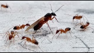 Flying Ants Swarming Behaviour [upl. by Mairim166]