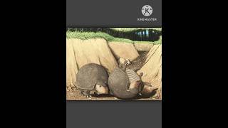 Glyptodon glyptodon armadillo animals mammal animalia herbivores shorts extinction extinct [upl. by Copp]