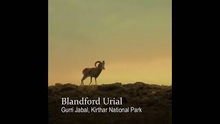 Blandford Urial [upl. by Noiwtna]