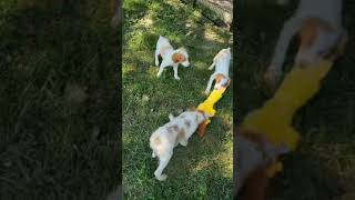 AKC BRITTANY PUPS [upl. by Ethelinda837]