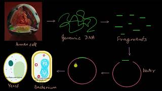 How was the human genome sequenced  Molecular basis of inheritance  Biology  Khan Academy [upl. by Eeznyl520]