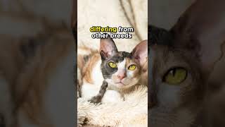 The Cornish Rex cats cats [upl. by Doehne161]