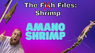 Amano shrimp EVERYTHING you need to know Complete care guide [upl. by Bouchier]