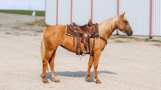 LOT 163• PITZER RANCH FALL SALE 24 • PLAYIN WITH THE STARS [upl. by Harobed]