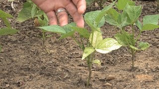 Nutrient Deficient Yellowing Leaves Bean Fix – This Week in the Garden [upl. by Nemad986]