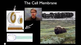 The Cell Membrane [upl. by Redlac]