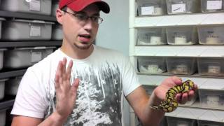 Handling “Aggressive” Ball Python Hatchlings  JKR Pro Tips [upl. by Anaujik241]