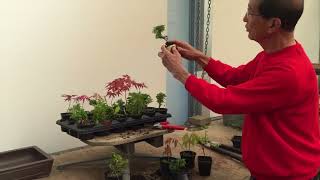 Creating Bonsai from Starter Tree Material [upl. by Kire]