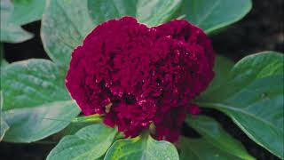 Celosia cristata [upl. by Sarid]