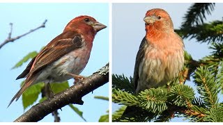 Purple Finch and House Finch  2 songs [upl. by Lauer]