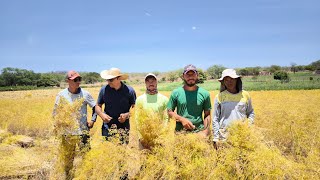 AGRICULTORES TRABALHANDO NA COLHEITA DE ENDRO NO SÍTIO OITICICA DE VERDEJANTE SERTÃO DE PERNAMBUCO [upl. by Enyar]