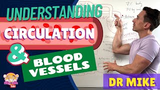 Structure of Blood Vessel  Hindi  Urdu [upl. by Maryjo986]