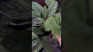 Calathea Plant Care outdoorCalathea plantcalatheaplantsbysarushortsyoutubeshorts [upl. by Iramaj896]