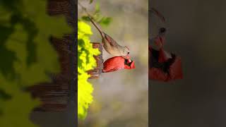 Northern Cardinal Cardinalis cardinalis Pair  Observed in Description [upl. by Eiramalegna139]