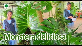 Monstera deliciosa 😍😍☘️☘️plants monstera monsteraplant gardenplants indoorplants [upl. by Eilrak495]