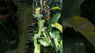 Mi abuelita regañó a sus heliconias y para su sorpresa esas plantas comenzaron a florecer [upl. by Ezekiel]