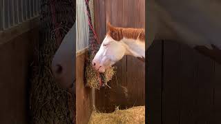 Beautiful Colored Horse 😍 Overo Paint Mare 🐴 Horse eats Hay 🐎 Happy Horse 🐎🐴 [upl. by Dionysus]