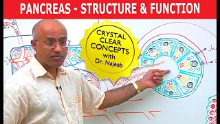 Pancreas  Structure and Function [upl. by Yrrak169]
