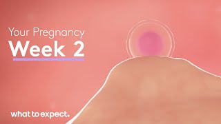 2 Weeks Pregnant  What to Expect [upl. by Tita]