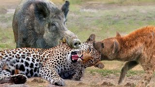 Most Amazing Moments Of Wild Animal 2022  Wild Discovery Animals Part2 [upl. by Odab]