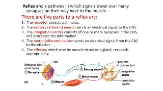 Lecture 4 part 3 Neurons synapses reflexes and impulse with action potential [upl. by Kirenoj]