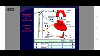 Farmacos adrenergicos 2da clase [upl. by Redfield]