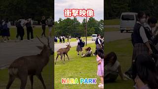 【衝撃映像】奈良公園🦌 [upl. by Elery]