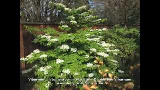 Viburnum plic tomentosum Mariesii  Double File Viburnum [upl. by Arhas]