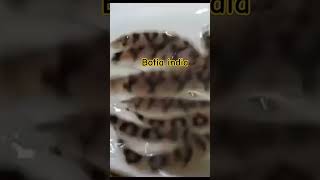 Botia botia fypシ゚viral ikan ikanhias botiaindia [upl. by Anirak]