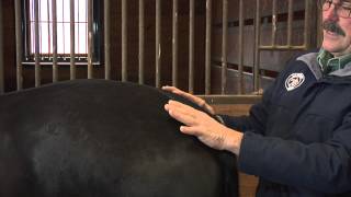 Hind End Release Points With Jim Masterson [upl. by Ennahs337]