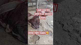 american bully snoring😁 doglover pitbull goodvibes everyone [upl. by Felicdad146]